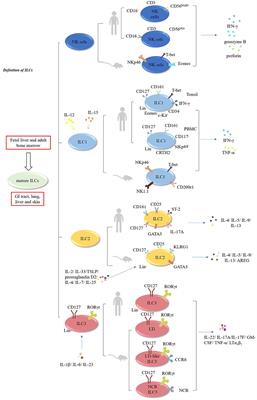 An Essential Role of Innate Lymphoid Cells in the Pathophysiology of Graft-vs.-Host Disease